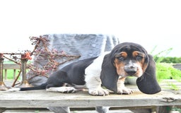 Basset Hound dogs for sale: Shannon - Image 12