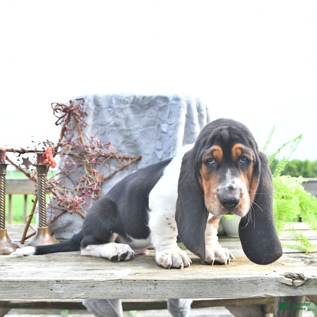Basset Hound dogs for sale: Shannon - Image 12
