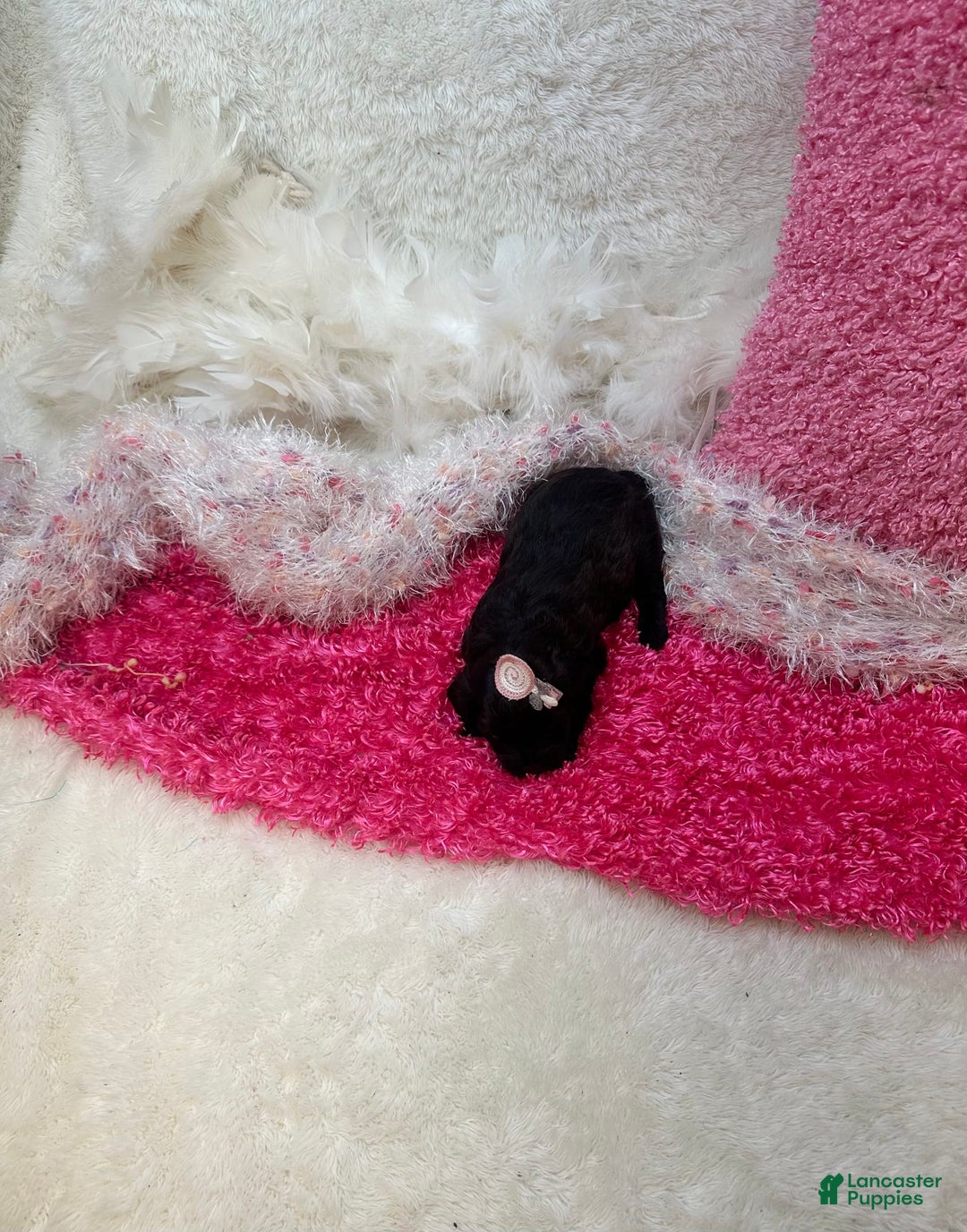 Morkie dogs for sale: London - Image 3