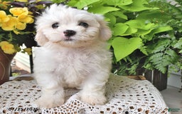 Cavachon dogs for sale: Max - Image 5