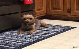 Yorkshire Terrier dogs for sale: Audi - Image 8