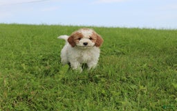 Cavapoo dogs for sale: Lisa - Image 1