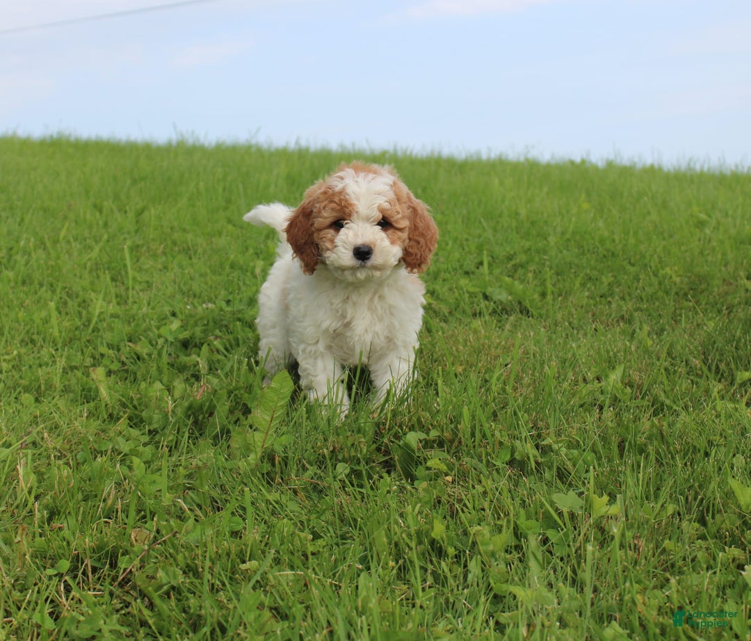 Cavapoo dogs for sale: Lisa - Image 1