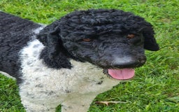 Labradoodle dogs for sale: Ruby - Image 26