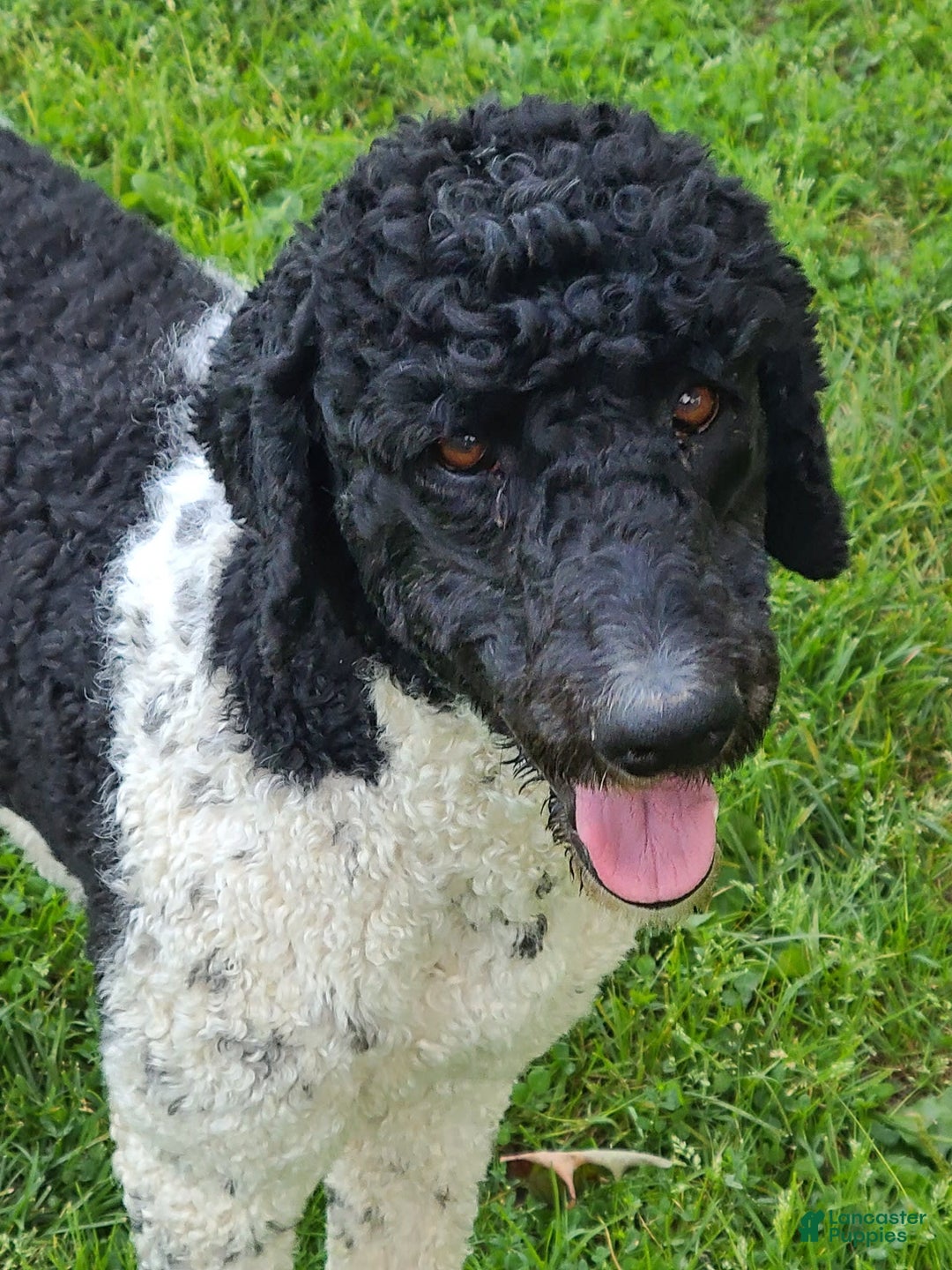 Labradoodle dogs for sale: Ruby - Image 26