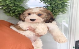 Cavachon dogs for sale: Cooper - Image 3