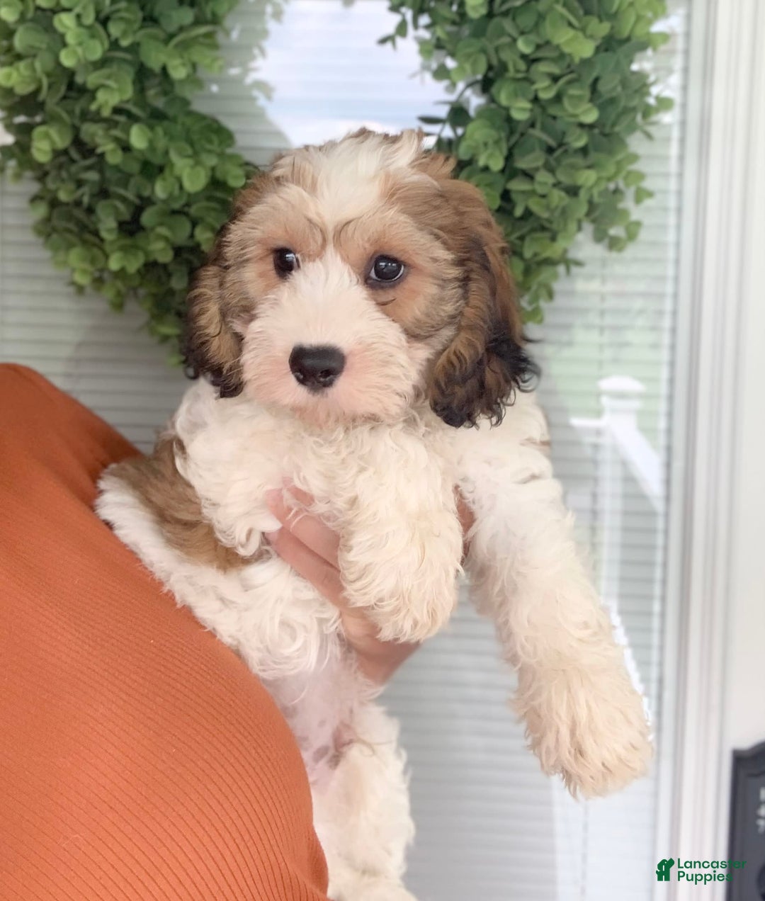 Cavachon dogs for sale: Cooper - Image 3