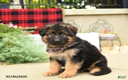 German Shepherd dogs for sale: Hero - Image 5