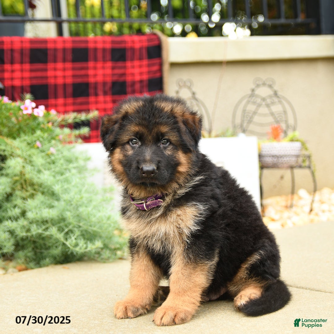 German Shepherd dogs for sale: Hero - Image 5
