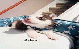 Siberian Husky dogs for sale: Atlas - Image 1