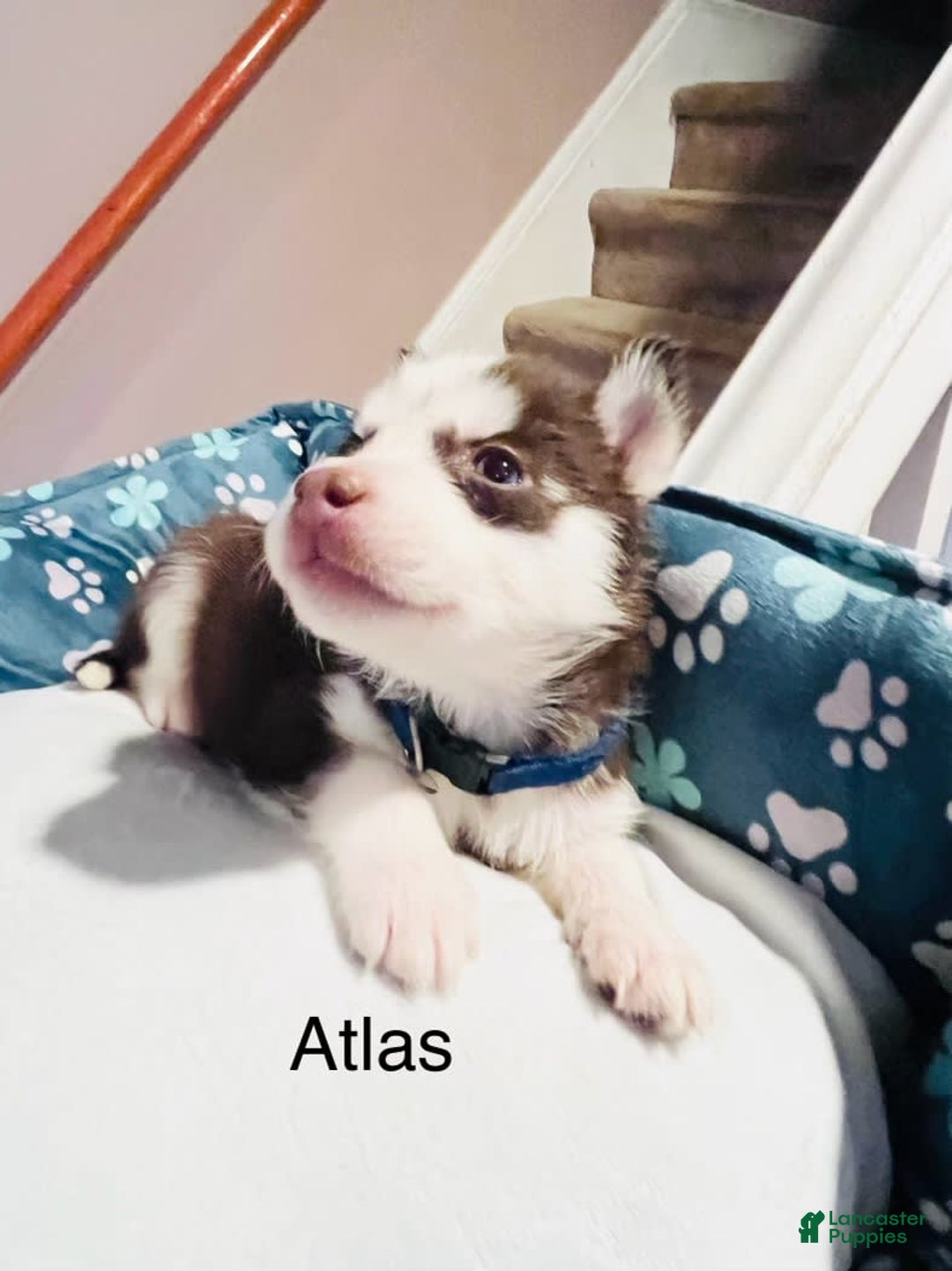 Siberian Husky dogs for sale: Atlas - Image 1