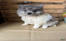 Pomeranian dogs for sale: Aaron - Image 10