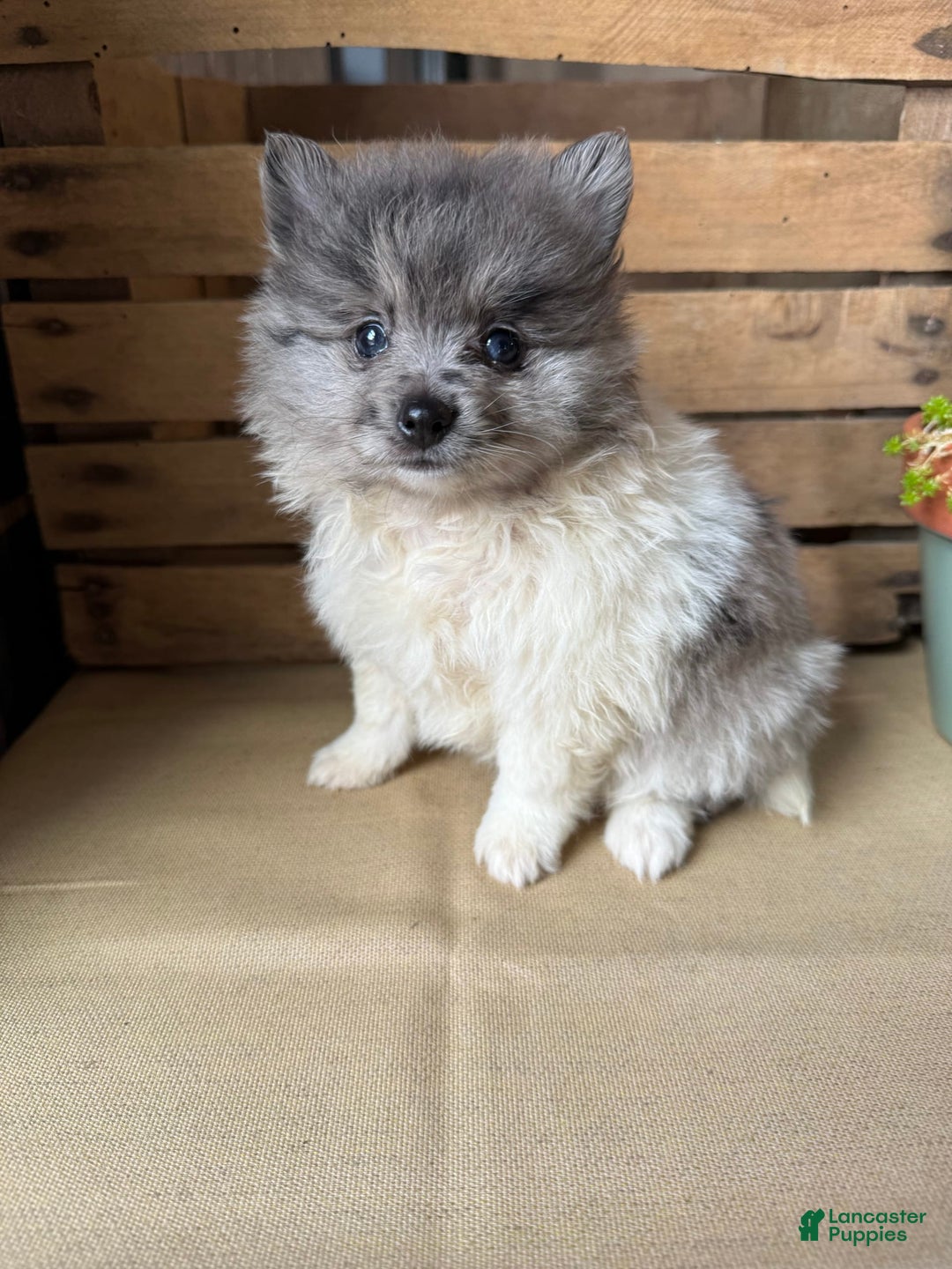 Pomeranian dogs for sale: Aaron - Image 10