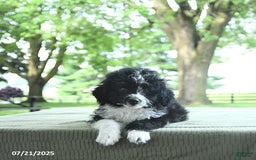 Mini Aussiedoodle dogs for sale: Wade - Image 10