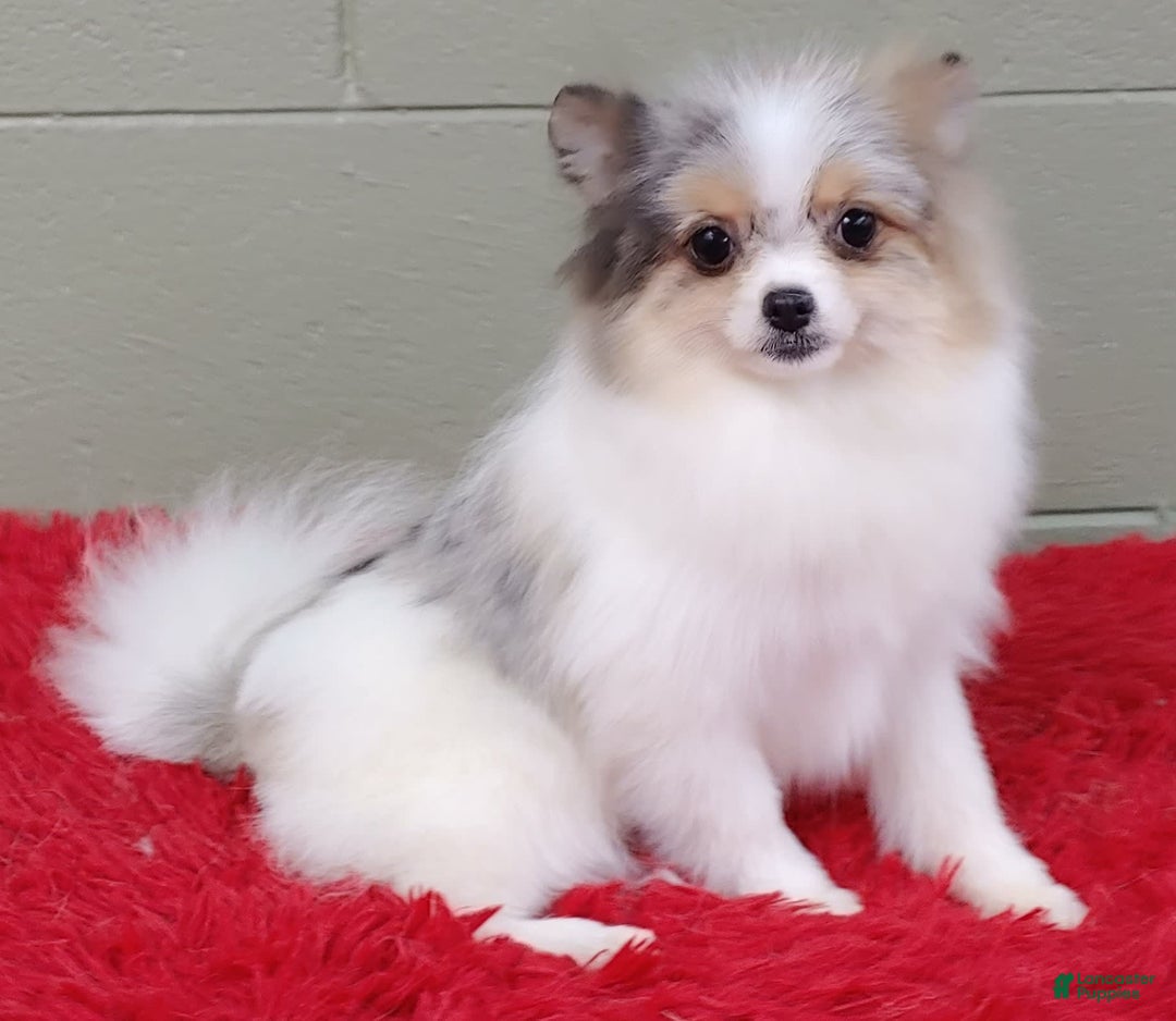 Pomeranian dogs for sale: Sparkle - Image 15