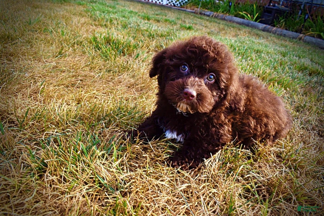 Havapoo dogs for sale: Jesse - Image 4