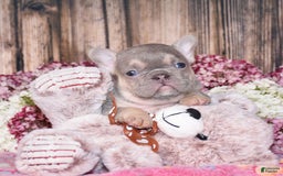 French Bulldog dogs for sale: Mason - Image 5