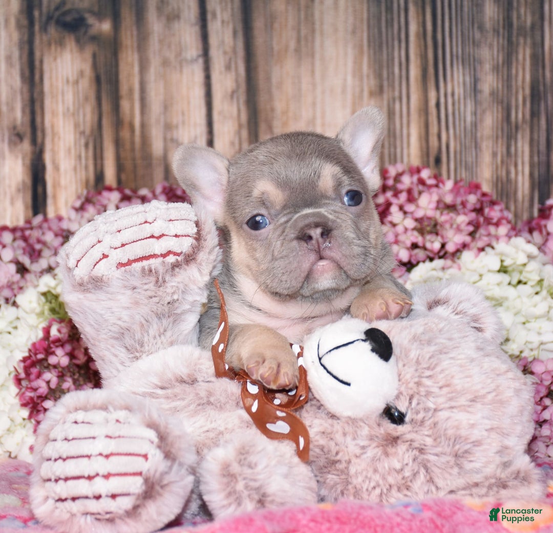 French Bulldog dogs for sale: Mason - Image 5