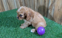 Cavalier King Charles Spaniel dogs for sale: Lucy Girl 3 - Image 10
