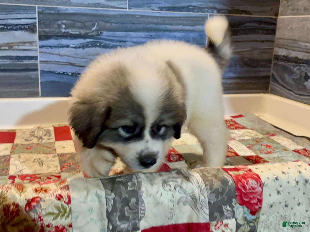 Great Pyrenees dogs for sale: Yellow - Image 7