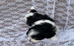 Maltipoo dogs for sale: Hunter - Image 1