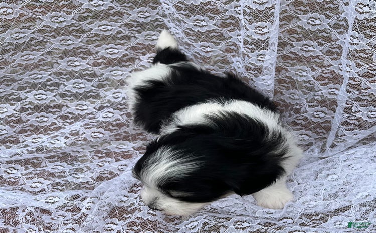 Maltipoo dogs for sale - Ad 2