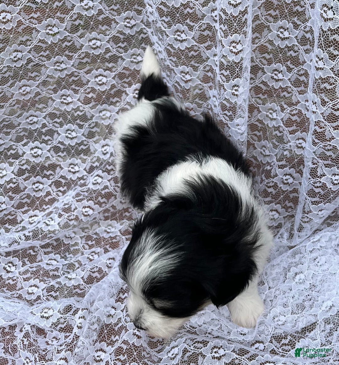 Maltipoo dogs for sale: Hunter - Image 1