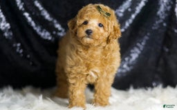 Toy Poodle dogs for sale: Mannie - Image 6