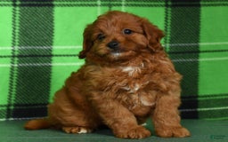 Cavapoo dogs for sale: Tinker - Image 5
