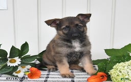 German Shepherd dogs for sale: Kendon - Image 2