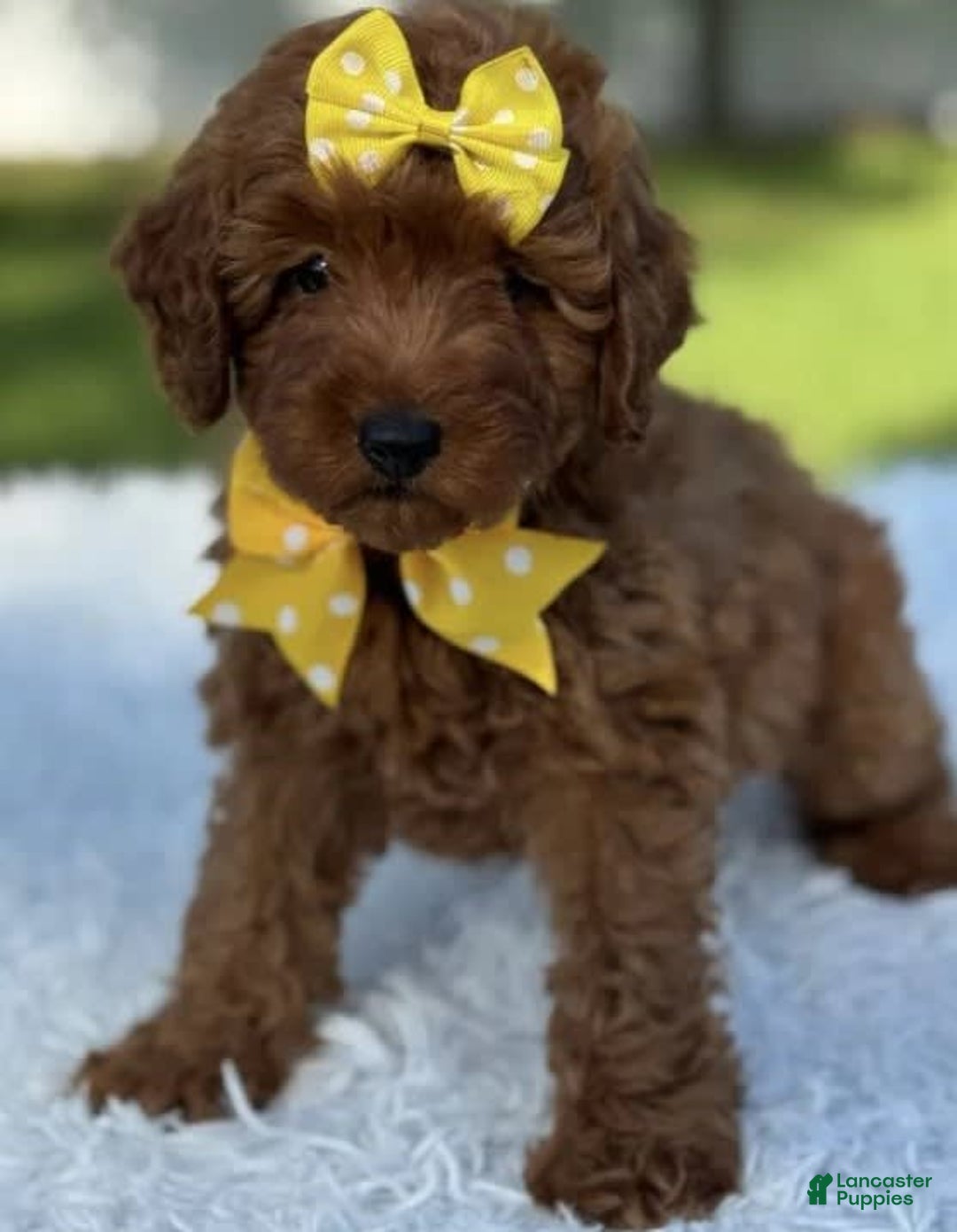 Goldendoodle dogs for sale: Mila - Image 1