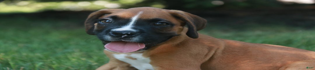 Eli