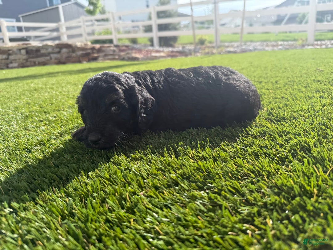 Bernedoodle dogs for sale: 13 - Image 2