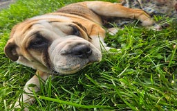 Puggle dogs for sale: Tammy - Image 10