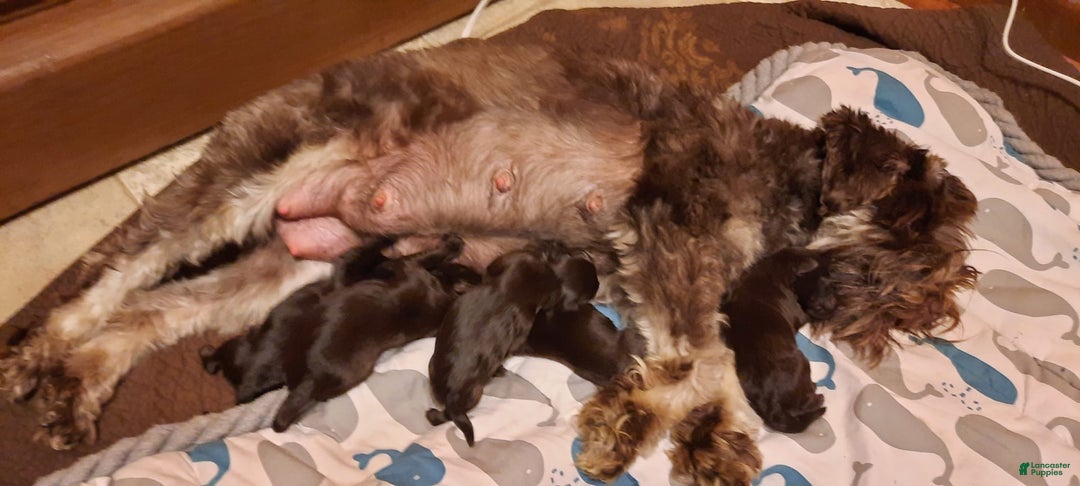Miniature Schnauzer dogs for sale: Girl2 - Image 1