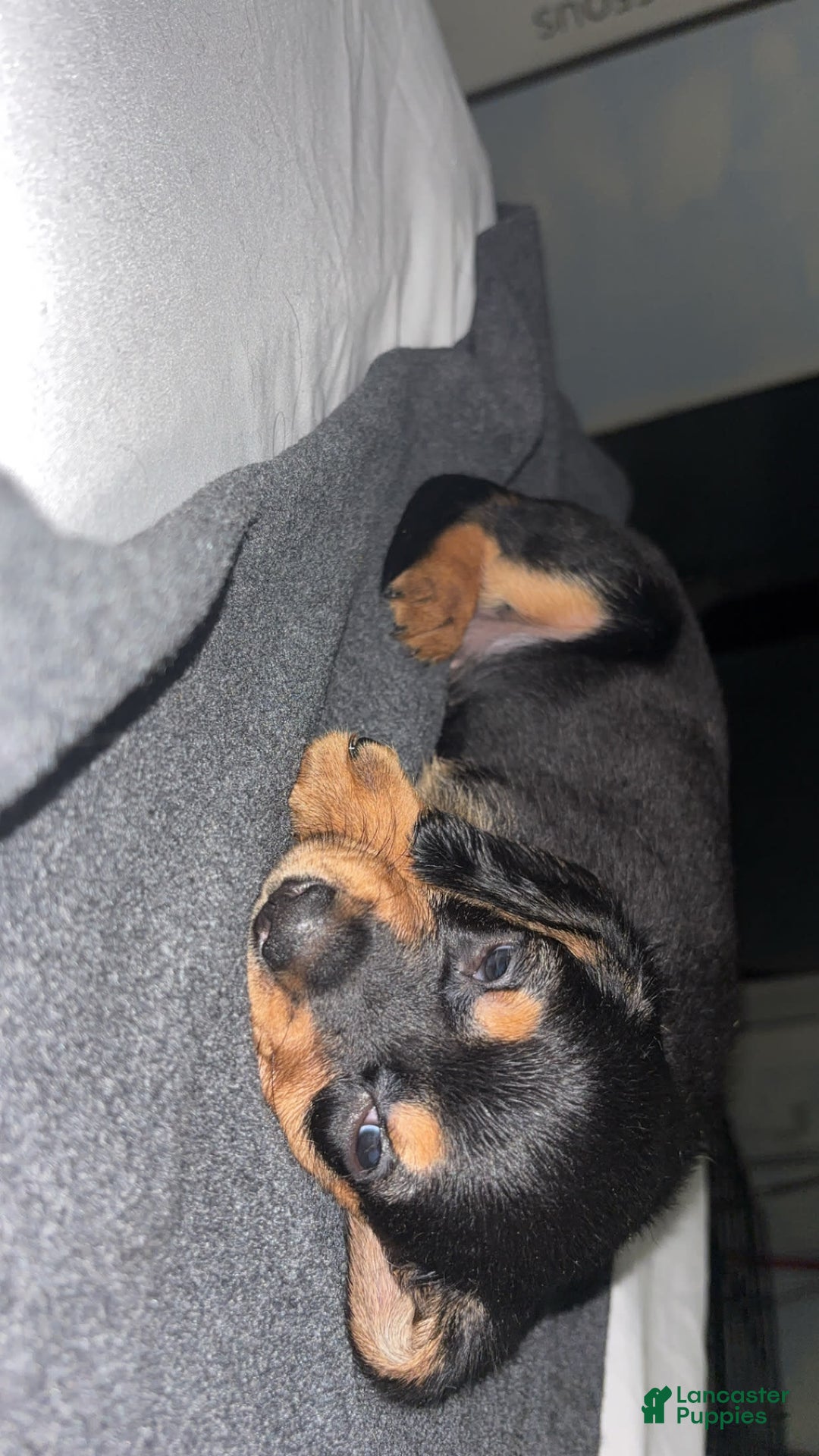 Doberman Pinscher dogs for sale: Toyo Juniors - Image 8
