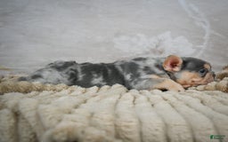 French Bulldog dogs for sale: River - Image 2