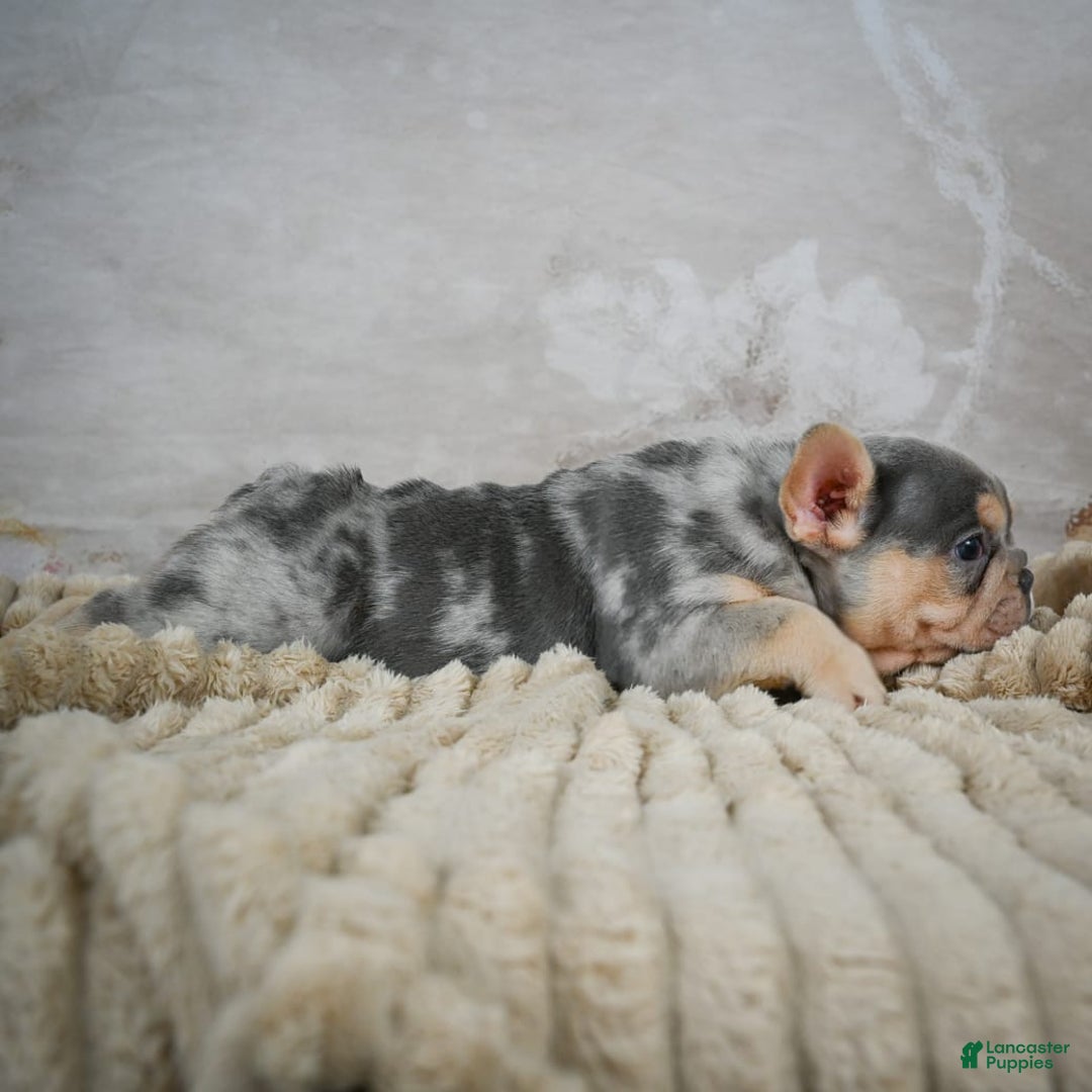 French Bulldog dogs for sale: River - Image 2
