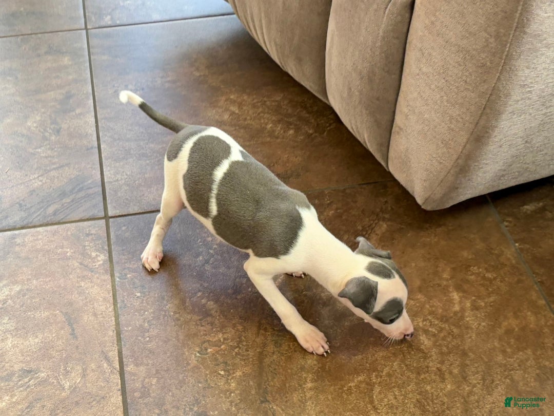 Italian Greyhound dogs for sale: Tina - Image 8