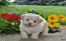 Havanese dogs for sale: Dusty - Image 5