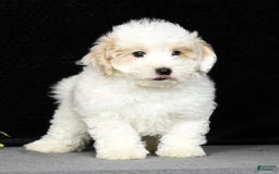 Maltipoo dogs for sale: Polly - Image 18