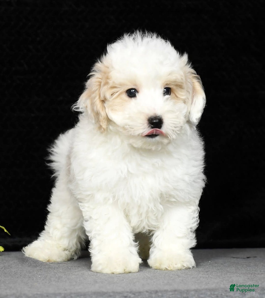 Maltipoo dogs for sale: Polly - Image 18