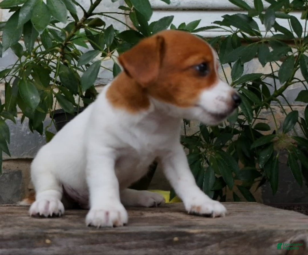 Jack Russell Terrier dogs for sale: Tip - Image 3