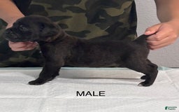 Cane Corso dogs for sale: Cane Corso - Image 8