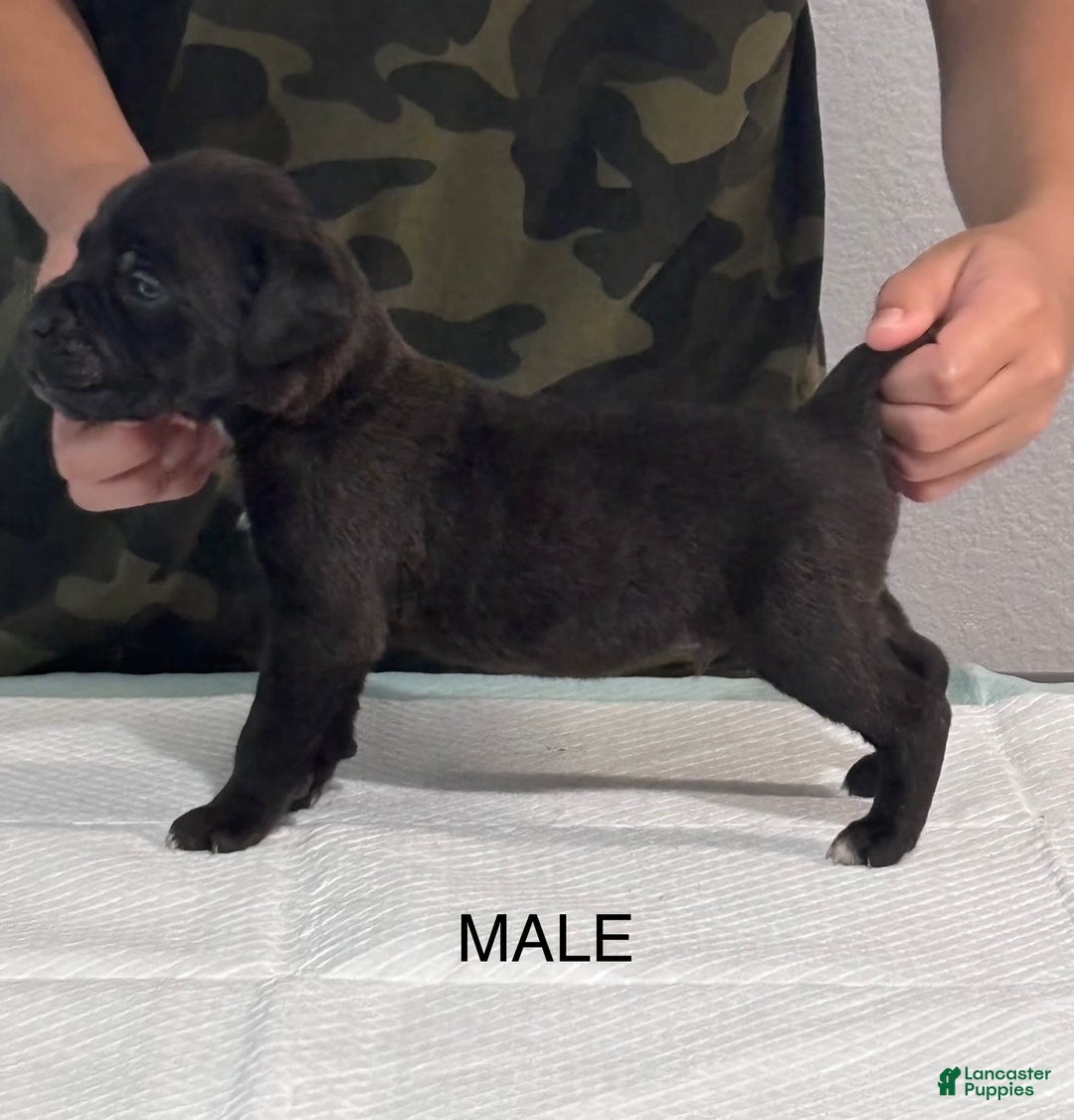 Cane Corso dogs for sale: Cane Corso - Image 8