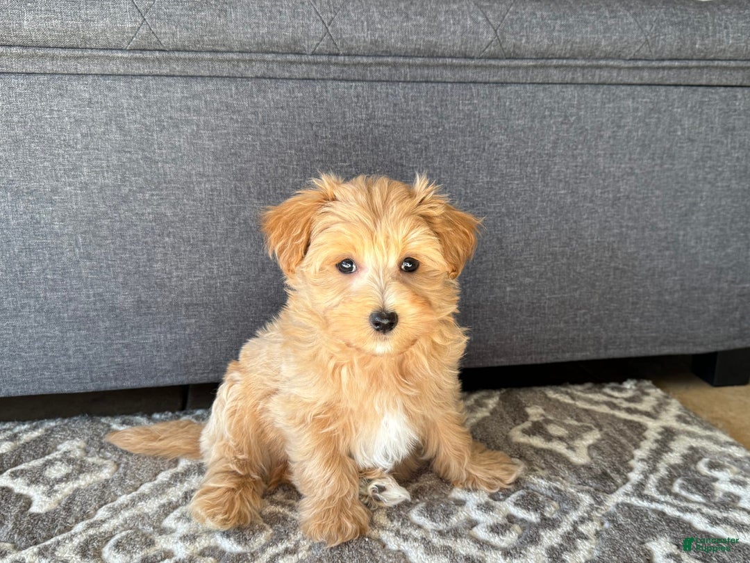 Maltipoo dogs for sale: Gordie - Image 9