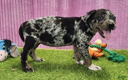 Catahoula Leopard Dog dogs for sale: Duchess 2025 Female 6 - Image 8