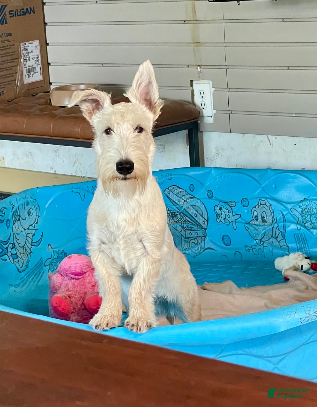 Scottish Terrier dogs for sale: Ollie - Image 2