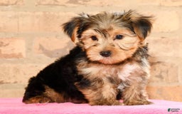 Yorkshire Terrier dogs for sale: Frisky - Image 6