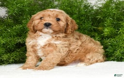 Cavapoo dogs for sale: Mighty - Image 6